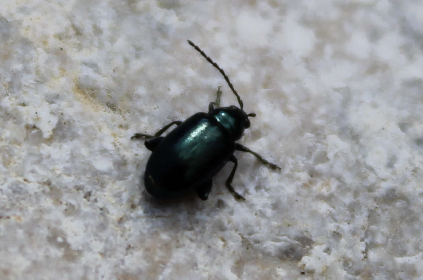 Identificazione per favore!!! Altica sp. (Chrysomelidae)